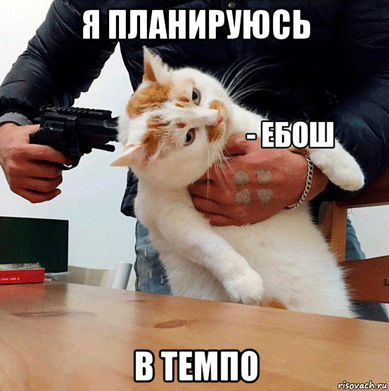 я планируюсь в темпо, Мем  Кот ЕБОШ