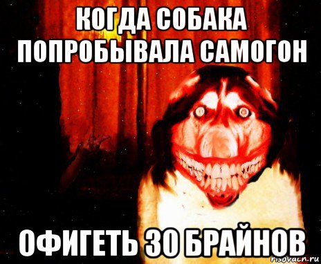 когда собака попробывала самогон офигеть 30 брайнов, Мем Крипи Хаски