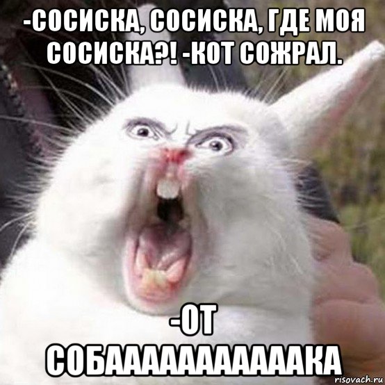 -сосиска, сосиска, где моя сосиска?! -кот сожрал. -от собааааааааааака