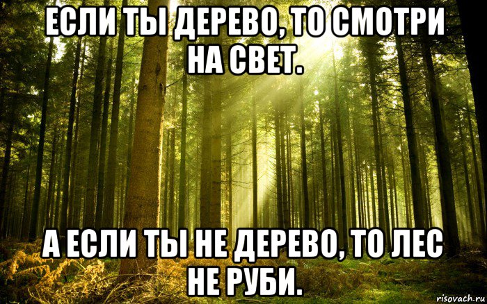 если ты дерево, то смотри на свет. а если ты не дерево, то лес не руби., Мем Лес