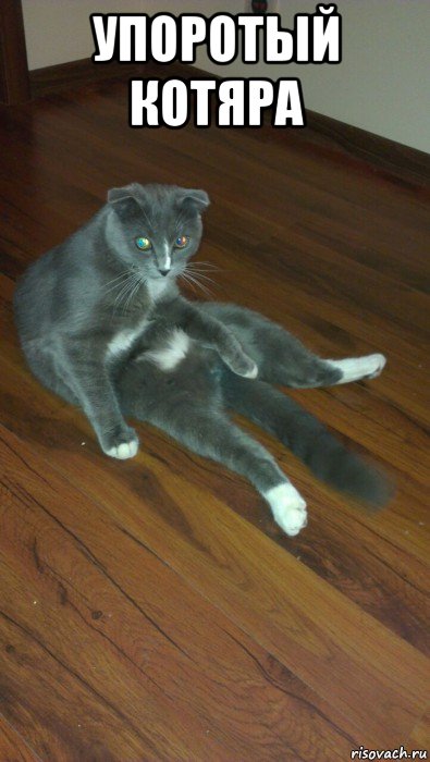 упоротый котяра 