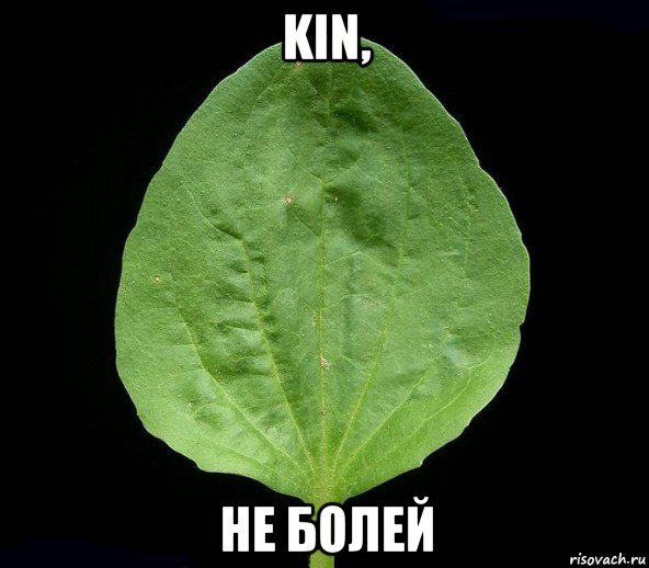 kin, не болей, Мем Подорожник