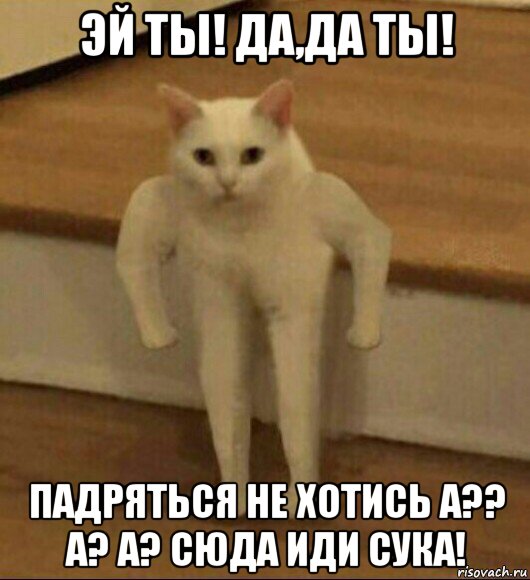 эй ты! да,да ты! падряться не хотись а?? а? а? сюда иди сука!, Мем  Полукот