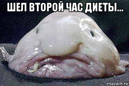 шел второй час диеты... 
