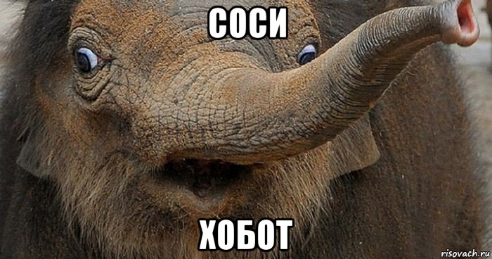 соси хобот