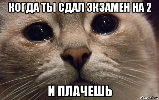 когда ты сдал экзамен на 2 и плачешь, Мем   В мире грустит один котик