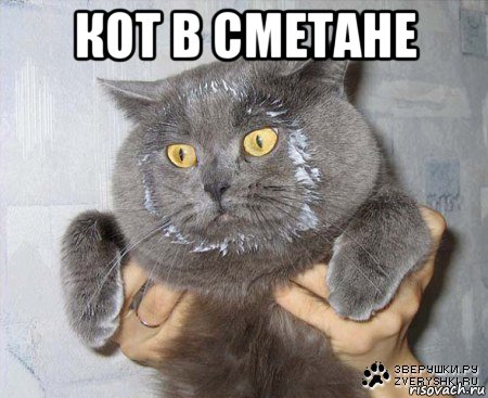 кот в сметане , Мем в сметане