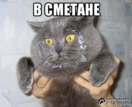 в сметане , Мем в сметане
