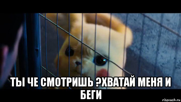  ты че смотришь ?хватай меня и беги
