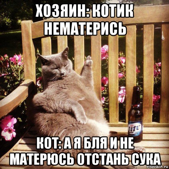 хозяин: котик нематерись кот: а я бля и не матерюсь отстань сука, Мем Жирный кот