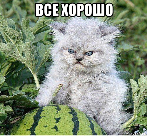 все хорошо 