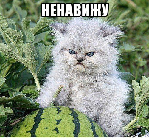 ненавижу 