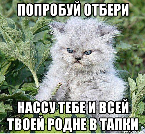 попробуй отбери нассу тебе и всей твоей родне в тапки