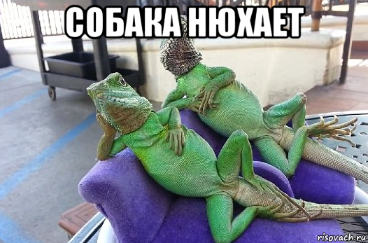 собака нюхает 