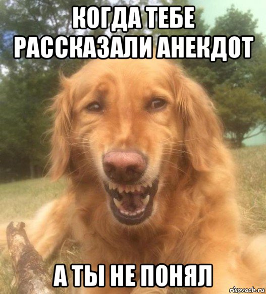 когда тебе рассказали анекдот а ты не понял, Мем   Когда увидел что соседского кота отнесли в чебуречную