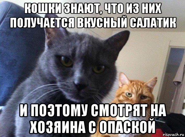 кошки знают, что из них получается вкусный салатик и поэтому смотрят на хозяина с опаской, Мем  Два котэ