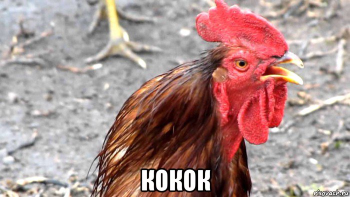  кокок