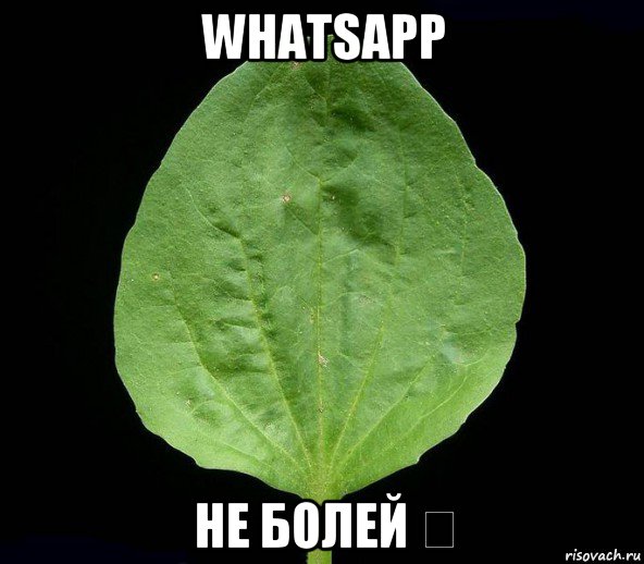 whatsapp не болей ❤, Мем Подорожник