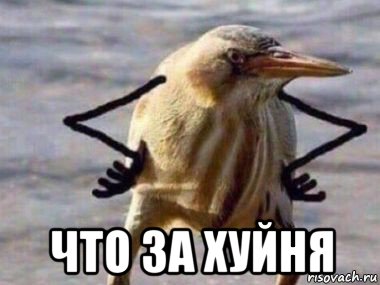  что за хуйня