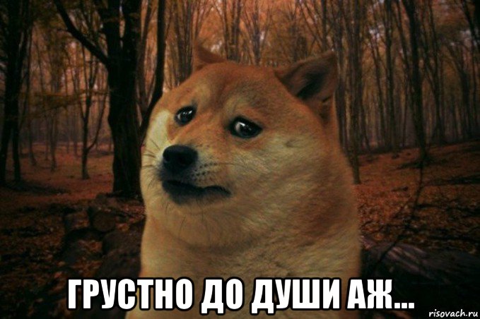  грустно до души аж..., Мем SAD DOGE