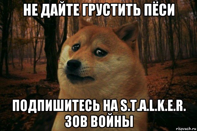 не дайте грустить пёси подпишитесь на s.t.a.l.k.e.r. зов войны, Мем SAD DOGE