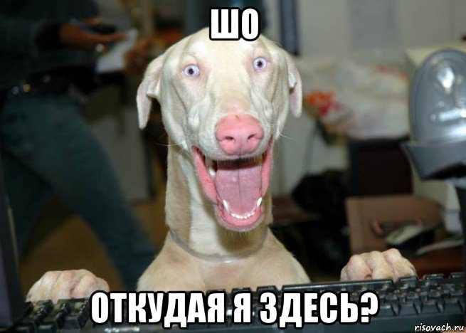 шо откудая я здесь?