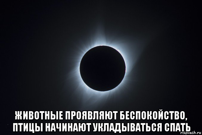  животные проявляют беспокойство, птицы начинают укладываться спать