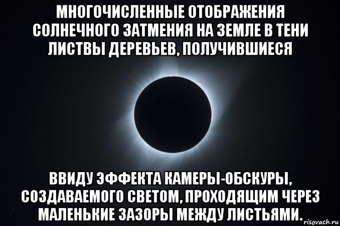 многочисленные отображения солнечного затмения на земле в тени листвы деревьев, получившиеся ввиду эффекта камеры-обскуры, создаваемого светом, проходящим через маленькие зазоры между листьями.