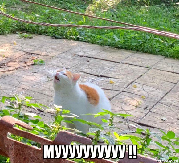  муууууууууу !!