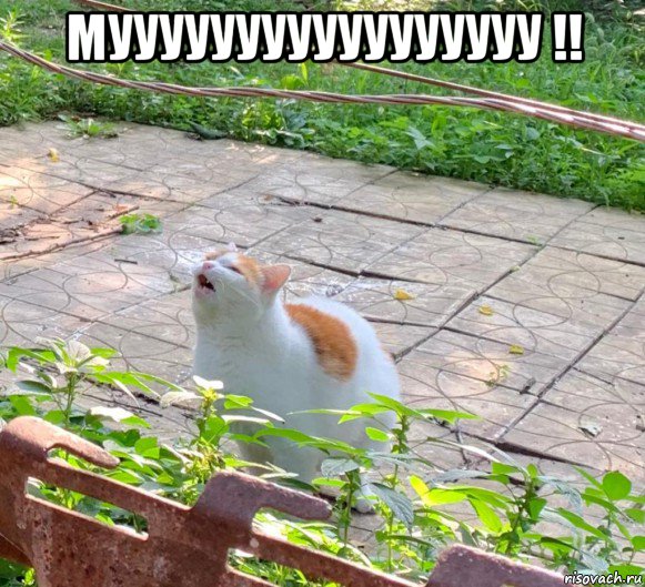 мууууууууууууууууу !! 