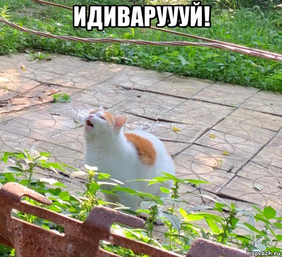 идиваруууй! 
