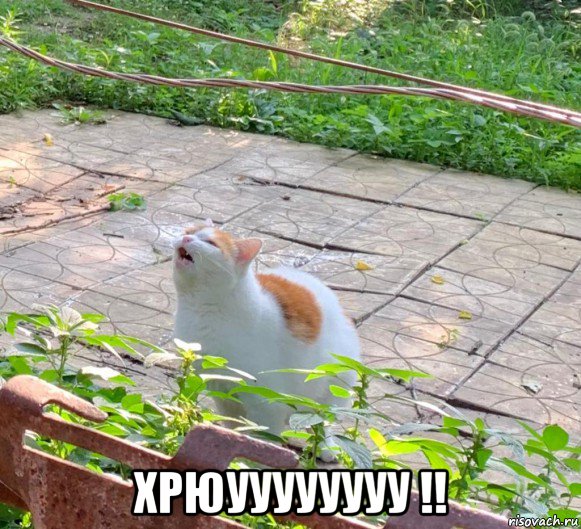  хрюуууууууу !!