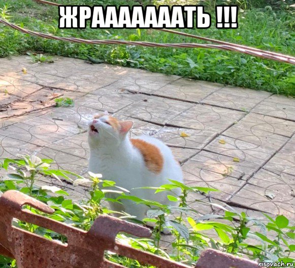 жрааааааать !!! 
