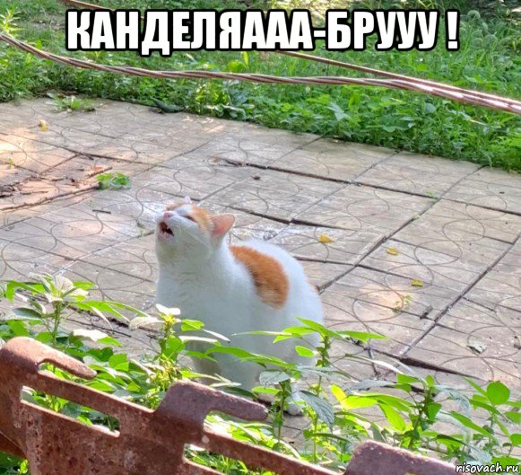 канделяааа-брууу ! 