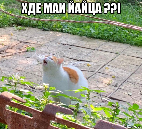 хде маи йайца ??! 
