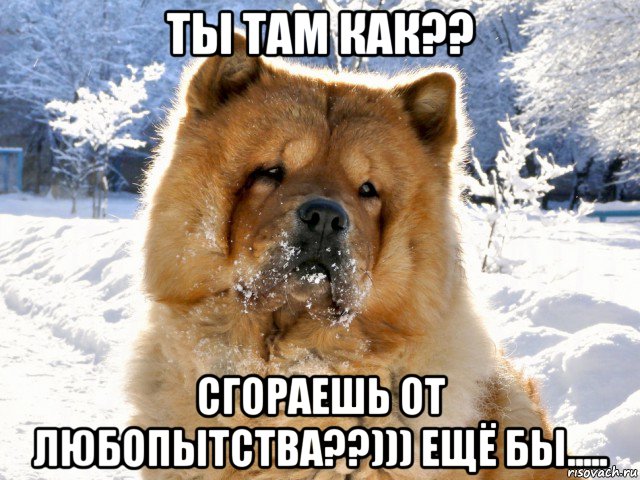 ты там как?? сгораешь от любопытства??))) ещё бы....., Мем ВЕЧНЫЙ РОМАНТИК