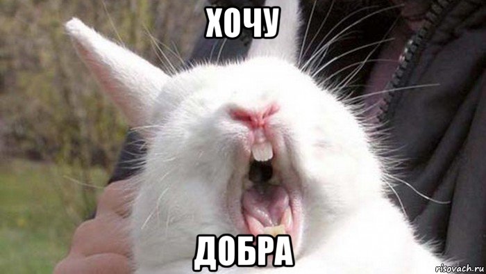 хочу добра, Мем Заяц бубенчик