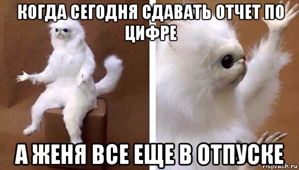 когда сегодня сдавать отчет по цифре а женя все еще в отпуске, Мем Чучело кота