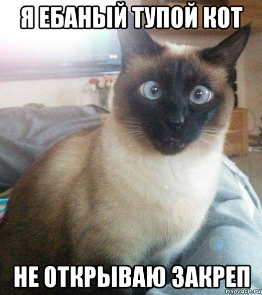 я ебаный тупой кот не открываю закреп, Мем Глупый кот