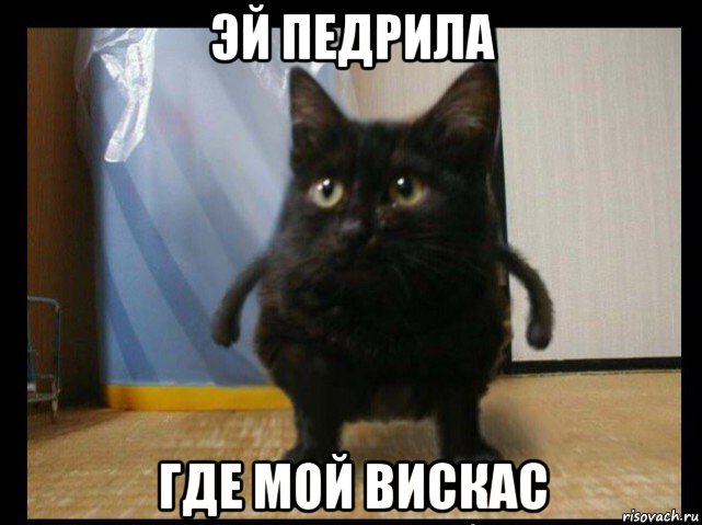 эй педрила где мой вискас