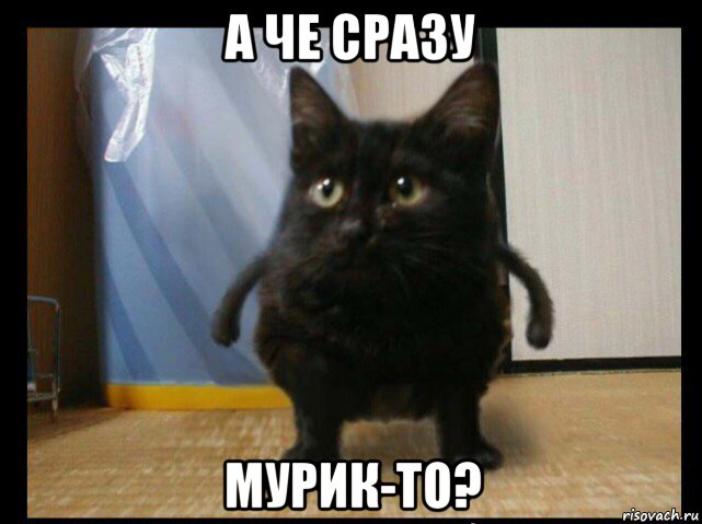 а че сразу мурик-то?
