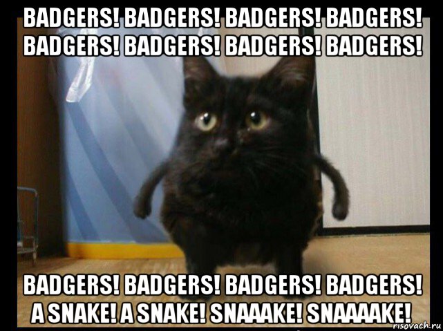 badgers! badgers! badgers! badgers! badgers! badgers! badgers! badgers! badgers! badgers! badgers! badgers! a snake! a snake! snaaake! snaaaake!