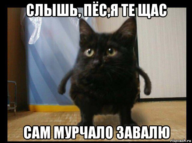 слышь, пёс,я те щас сам мурчало завалю