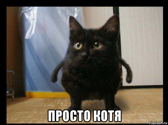  просто котя