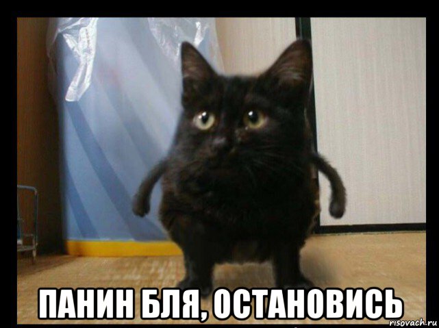  панин бля, остановись