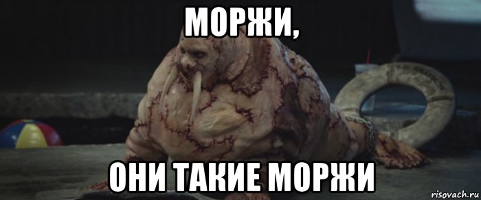 моржи, они такие моржи, Мем Морж