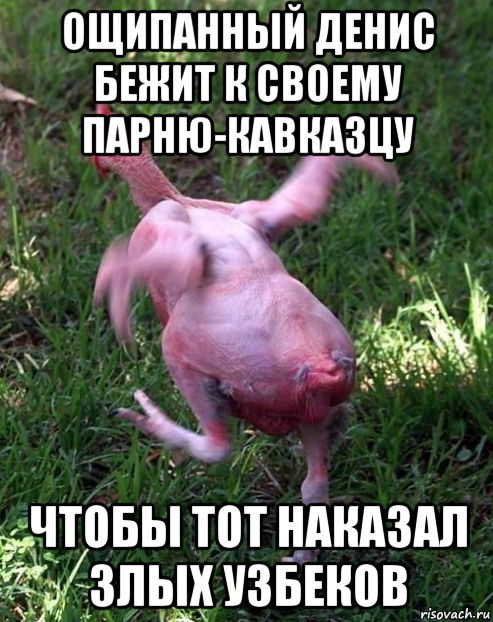 ощипанный денис бежит к своему парню-кавказцу чтобы тот наказал злых узбеков, Мем Общипанная курица