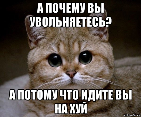 а почему вы увольняетесь? а потому что идите вы на хуй, Мем Пидрила Ебаная