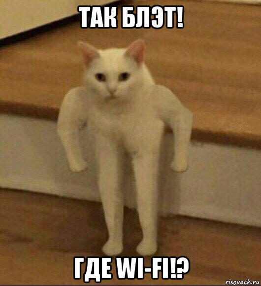 так блэт! где wi-fi!?, Мем  Полукот