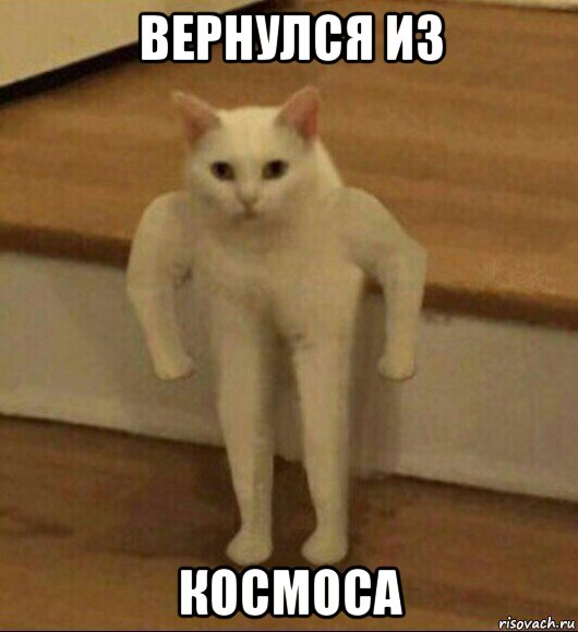 вернулся из космоса, Мем  Полукот